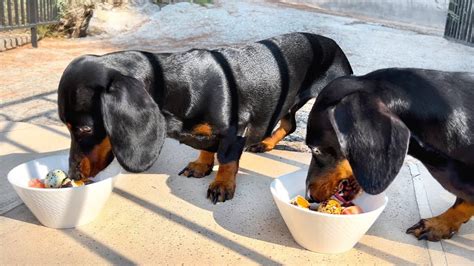 Raw Diet What Do Our Dachshunds Eat When We Are On Holiday Youtube