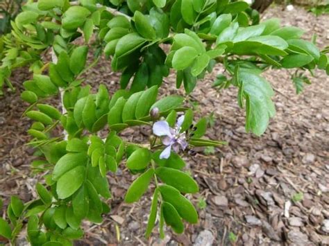 11 Florida Native Trees (Common & Rare Varieties)