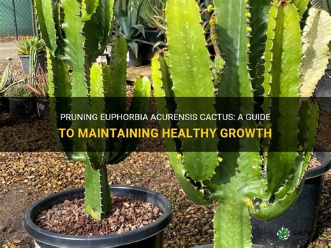 Pruning Euphorbia Acurensis Cactus A Guide To Maintaining Healthy Growth Shuncy