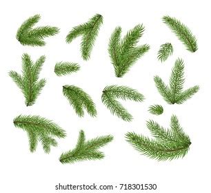 Set Fir Branches Christmas Tree Pine Stock Vector Royalty Free