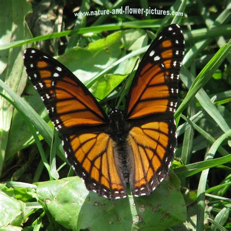 Monarch-Butterfly in a flower : Biological Science Picture Directory ...