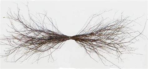 Twig Swag 30 Egrapevinestore