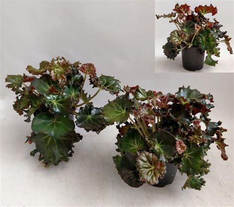 Begonia X Erythrophylla Bunchii — Bitkiler Toptan Satış Floraccess