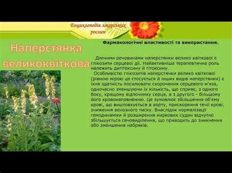 Наперстянка великоквіткова - YouTube