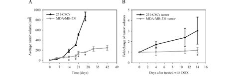In Vivo Characterizations Of The 231 CSCs A Tumor Growth In Nude