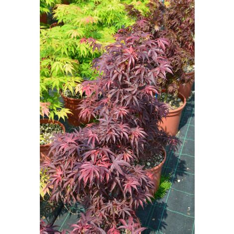 Acero Rosso Giapponese Acer Palmatum Pixie Pianta In Vaso Cm