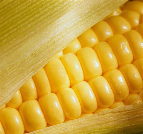 VIDEO: GMOs Explained What They Are and Why You Should Consider ...