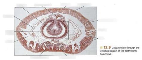 Earthworm Cross Section Slide Labeling Diagram Quizlet