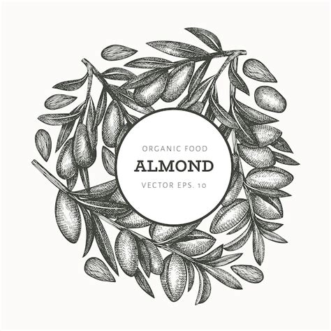 Premium Vector | Hand drawn sketch almond design template.