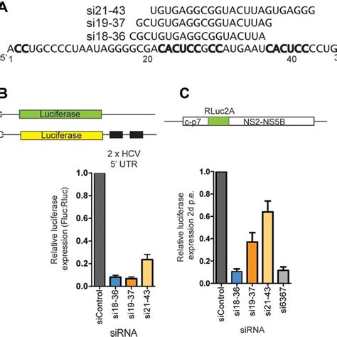 Sirna Target Sites And Knockdown Efficiency A The Sequences And