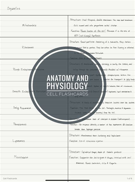 Anatomy And Physiology Pdf Flash Cards Cells Etsy