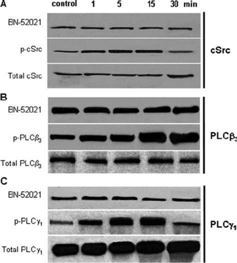 Phosphorylation Of Csrc And Plc And Plc Isoforms Of Plc