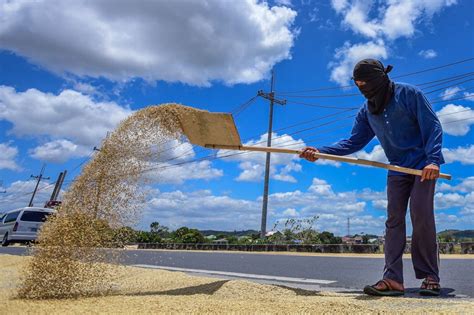 Alamin Pagbibilad Ng Palay Sa Mga Gilid Highway Ipinagbabawal Ba