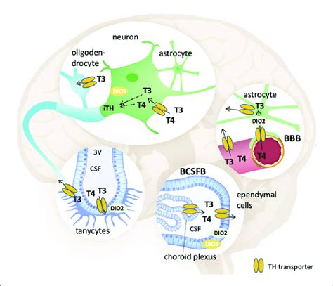 Transporters Allowing Thyroid Hormone Entry Into The Brain Adapted