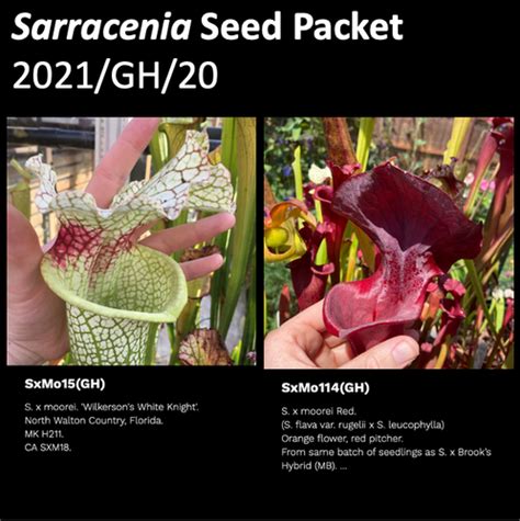 2021 GH 20 Sarracenia Seeds Mysite