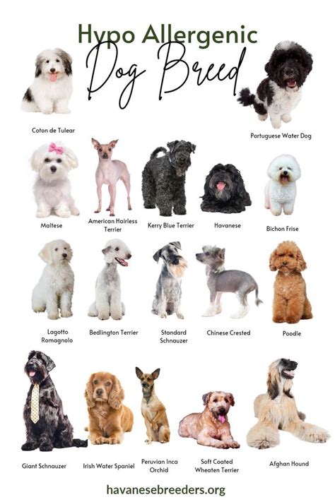 List of Hypoallergenic Dogs | Havanese Dog FAQ'S in 2023 | Family dogs ...