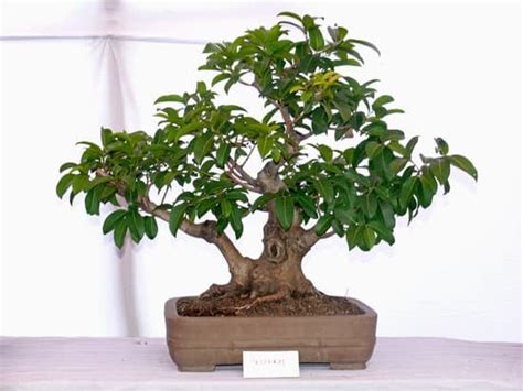 Ficus Ginseng Bonsai Cura Mondo Bonsai