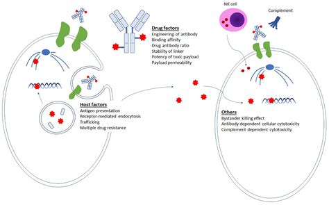 Clinical Perspective Antibody Drug Conjugates For The Off