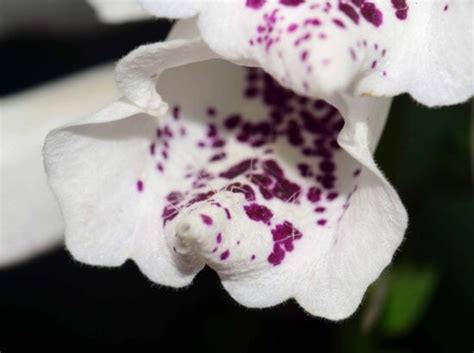 Kostenlose Bild Wei E Orchidee Bl Tenpracht Exotik Natur Wei E