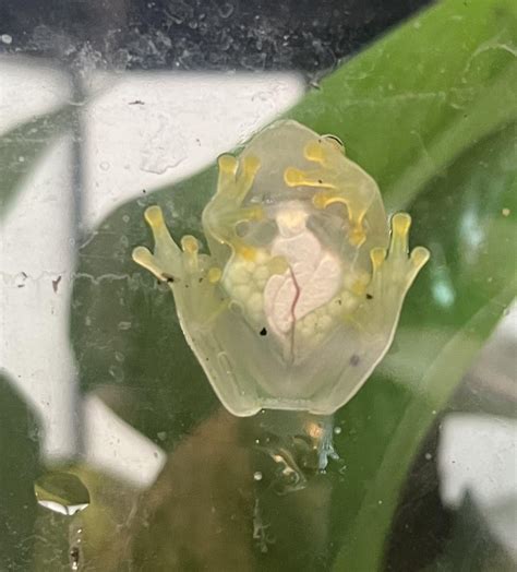 I Think My Glass Frog Is Pregnant R Frogs