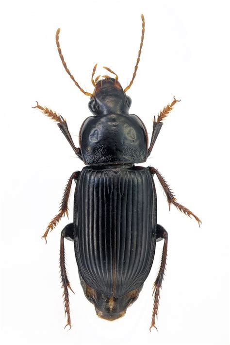 R F Insecta Coleoptera Carabidae Pseudoophonus Platus