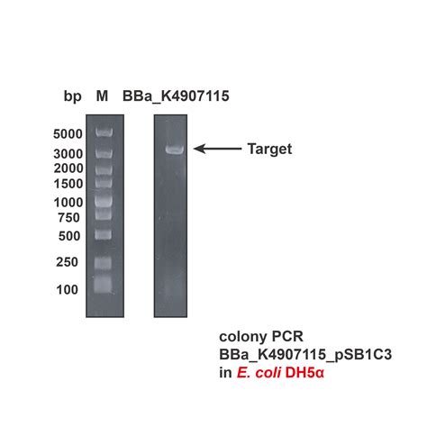 Part Bba K Parts Igem Org