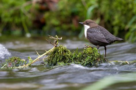 Pop Along To Falls Of Clyde Wildlife Reserve To See Amazing Wildlife