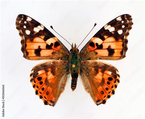 Butterfly Isolated On White Painted Lady Vanessa Cardui Orange Black