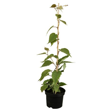 Kiwi Actinidia Deliciosa Jenny Topfvolumen 3 L Erntezeit