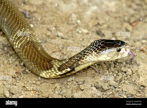 Indochinese Spitting Cobra Siamese Cobra Naja Siamensis Portrait