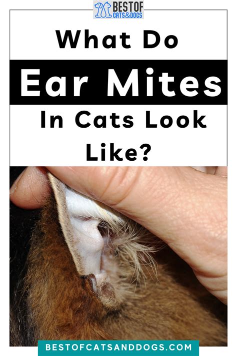 Veterinary Treatment For Ear Mites In Cats