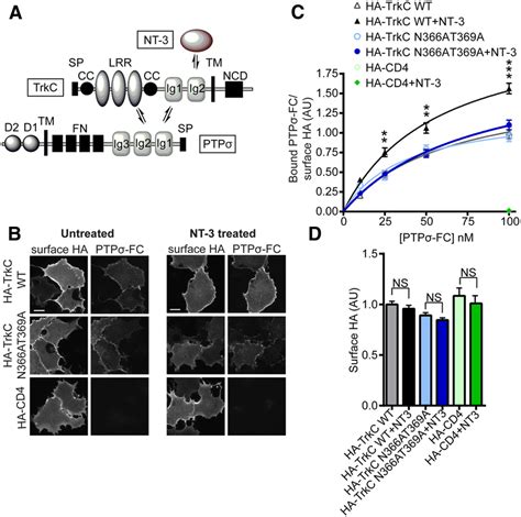 Nt Enhances The Binding Of Ptp To Cell Surface Trkc A Schematic