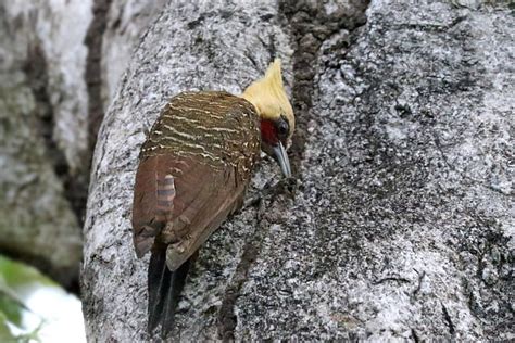 Foto Pica Pau Louro Celeus Lugubris Por Lorenzo Palma Wiki Aves A