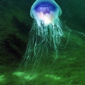 Blue jellyfish - Facts, Diet, Habitat & Pictures on Animalia.bio