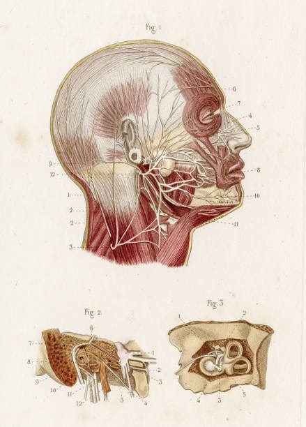 Facial Nerves Diagram