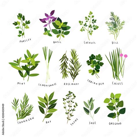 Parsley Leaves Clip Art