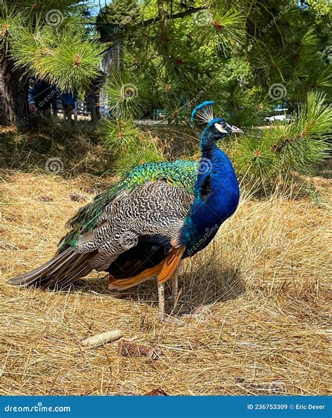 Wild Peacocks Right In The City Stock Image Image Of Right Freely