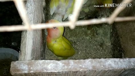 Love Bird Best Nesting Material Youtube