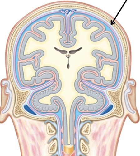 Chapter 11 Nervous System Divisions Cns Flashcards Quizlet