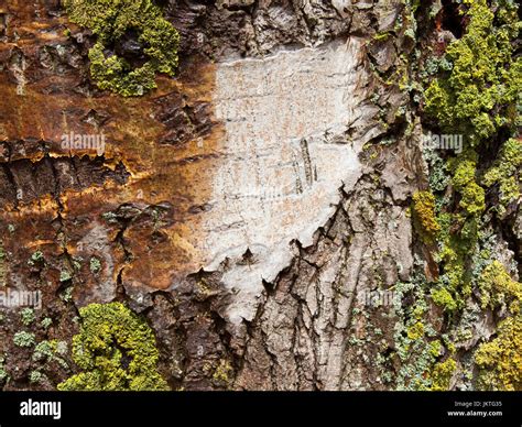 Poplar tree bark hi-res stock photography and images - Alamy