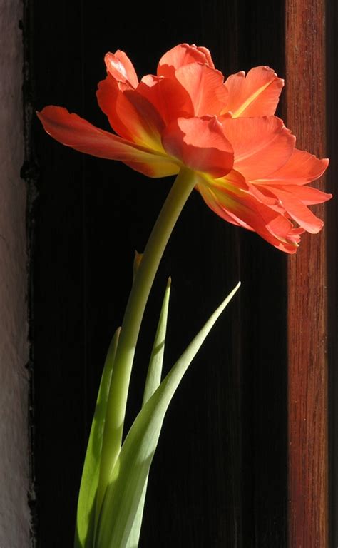 Tulpe Am Fenster Der Sonne Entgegen Foto And Bild Archiv