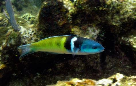 Bluehead Wrasse For Sale Blue Tang Clownfish And Angelfish For Sale