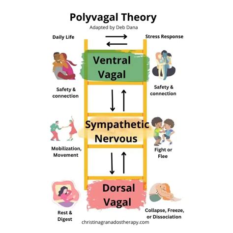 Polyvagal Theory Graphic Christina Granados Therapy