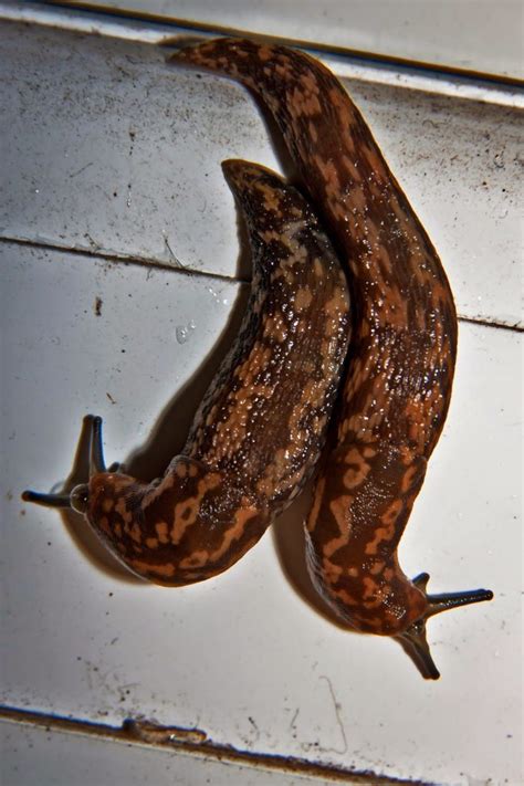 How To Get Rid Of Slugs In My House Were Going On An Adventure