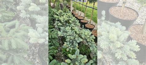 Голубая ель хупси купить в Пшехской | Товары для дома и дачи | Авито