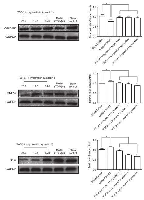 The Expression Level Of E Cadherin Mmp 2 And Snail Proteins In Mcf 7 Download Scientific