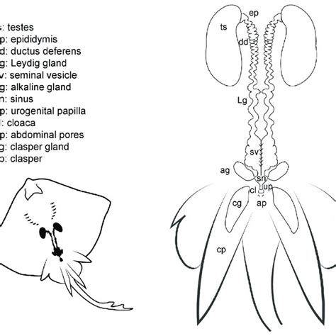 (PDF) Reproductive Anatomy of Chondrichthyans: Notes on Specimen Handling and Sperm Extraction ...