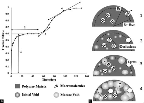 schematic depiction    phase release pattern considered