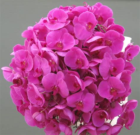 Online Orchid Flower Delivery | Orchidaceous! Orchid Blog