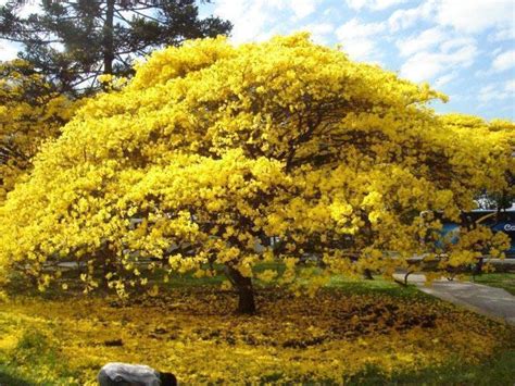 Ipê amarelo Benefícios e propriedades dessa planta